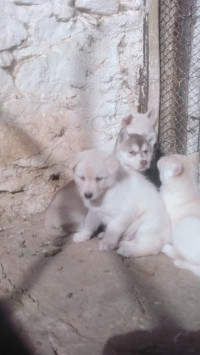 chien-chiot-husky-medea-algerie