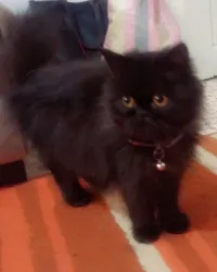 Femelle persan hymalayene 