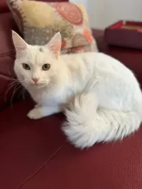 Chat pour adoption