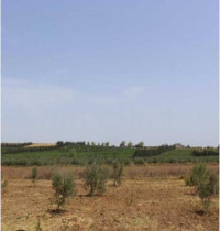 terrain-agricole-vente-oran-arzew-algerie