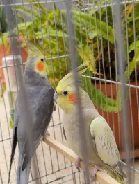Calopsitte couple