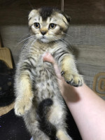 chat-scottish-fold-mal-alger-centre-algerie