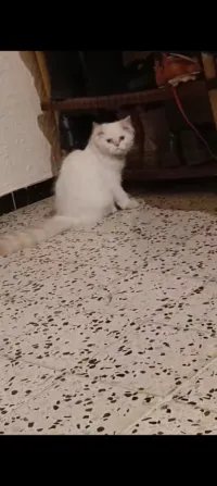 Chat Person 