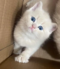 Chatons du race