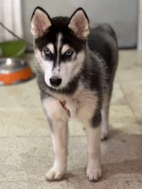 Femelle Husky Sibérien de race 