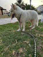 كلب-هاسكي-شتمة-بسكرة-الجزائر