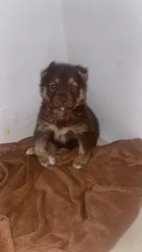 هاسكي 