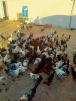 animaux-de-ferme-دجاج-فيومي-عمرو-5-اشهر-ouargla-algerie