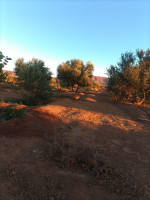 terrain-agricole-vente-biskra-el-outaya-algerie