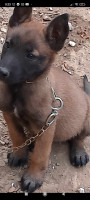 chien-top-femelle-malinois-boudouaou-boumerdes-algerie