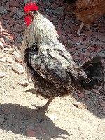 animaux-de-ferme-دجاج-عرب-و-فيومي-boudouaou-boumerdes-algerie