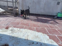 Chiot malinois 