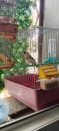bird-مقنين-فمال-el-mouradia-alger-algeria