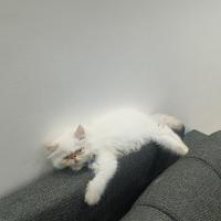 قطط-chat-persan-شراقة-الجزائر