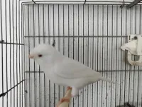 Canaris porteur albino 