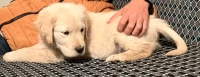Golden retriever chiots