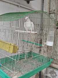 calopsitte albino mâle