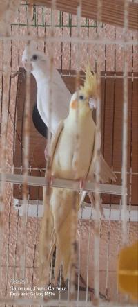 birds-كالبوسيت-baraki-alger-algeria
