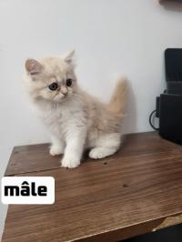 قطط-chatons-persan-رايس-حميدو-الجزائر