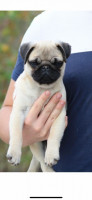 chien-carlin-ou-pug-pure-race-rouiba-alger-algerie