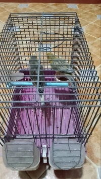 Couple canari mal ordinaire femelle la gâte 