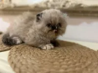 Chat scottish fold , highland fold , persan