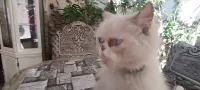 Female Himalayan person enceinte 