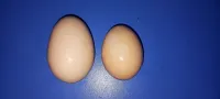 Les oeufs fécondés