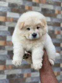 Chow chow
