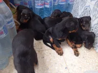 Doberman