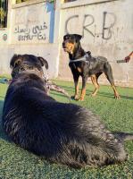 chien-couple-rottweiler-american-tipaza-algerie