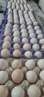 animaux-de-ferme-بيض-مخصب-دجاج-الفيومي-الذهبي-khemis-miliana-ain-defla-algerie