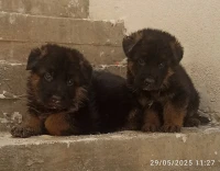 Berger Allemand Mal et femelle 