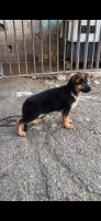 chien-berger-allemand-femelle-alger-centre-algerie