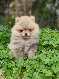 Spitz Pomeranian,  Spitz nain,loulou de pomeranie 