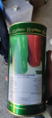 شتلات الفلفل الحلو