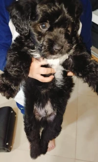 Caniche