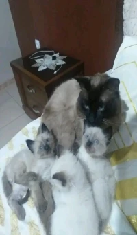 Chat Siamois