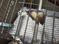 oiseau-canari-ain-naadja-alger-algerie