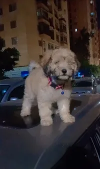 caniche bichon