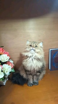 قطة-chat-persan-golden-جيجل-الجزائر