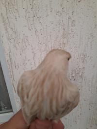 عصفور-canari-satine-برج-البحري-الجزائر