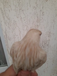 Canari satiné 