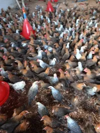 دجاج الفيومي ذهبي وفضي