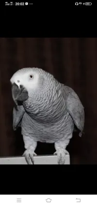 gaboni gris du gabon