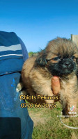 chien-chiots-de-race-pekinois-bejaia-algerie