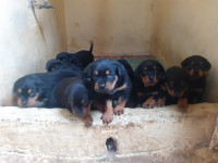 chien-chiot-rottweiler-kouba-alger-algerie