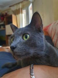 chats-chat-de-rasse-bleu-russe-a-donner-bejaia-algerie
