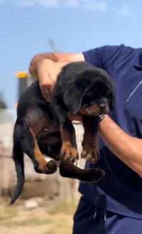 Rottweiler Serbie 