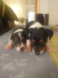 Jack russel 